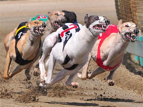Welcome to TrackInfo. . Southland greyhound racing results